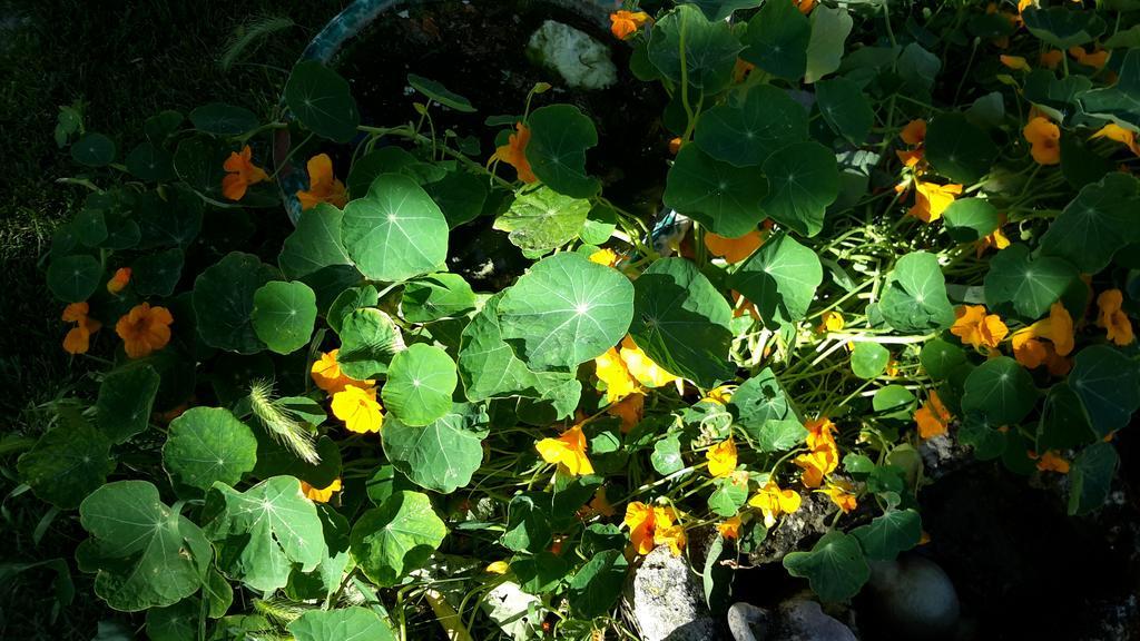 Casa Di Campagna Dal Pozzo Sorso Pokoj fotografie